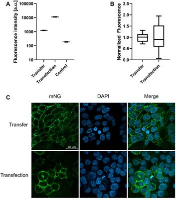 Transfer mechanism of cell-free synthesized membrane proteins into mammalian cells